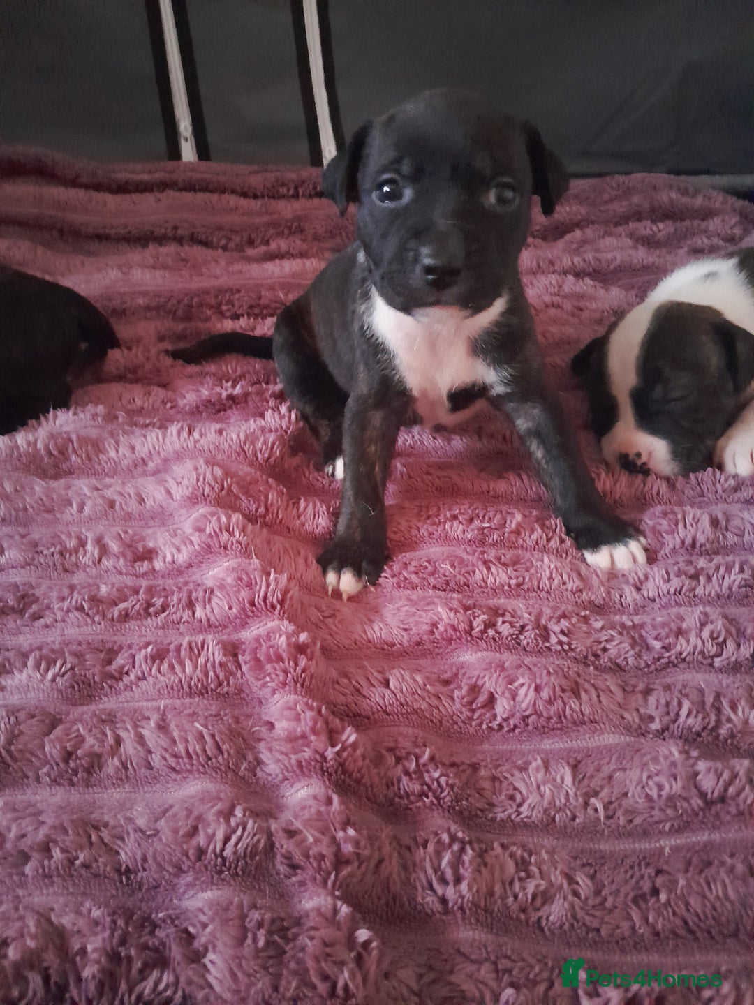 Staffordshire Bull Terrier dogs for sale: Staffordshire bull terrier puppies - Advert 4