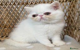 Exotic cats for sale: ❤️Stunning Exotic Shorthair & Longhair Kittens❤️  - Image 11