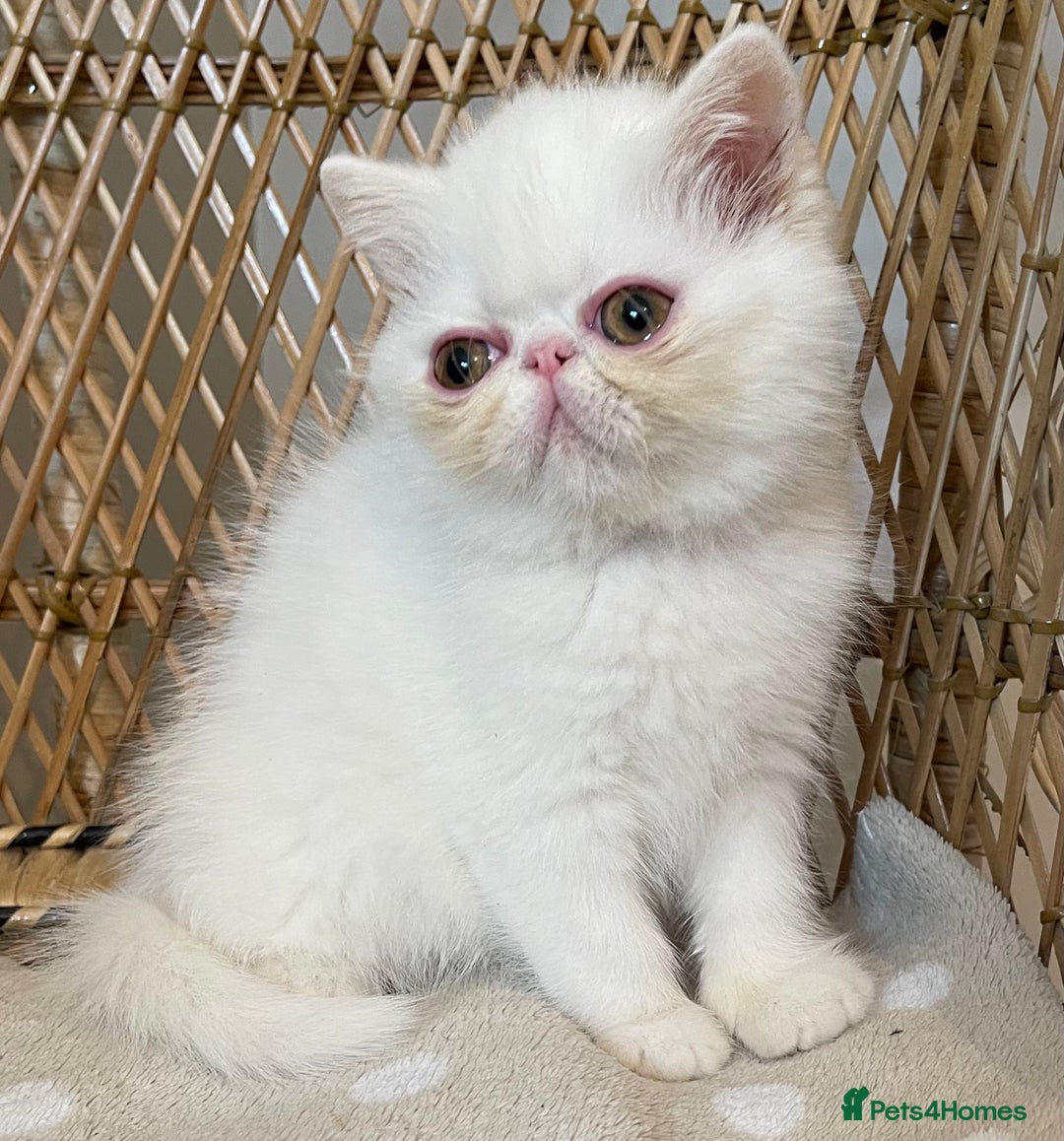 Exotic cats for sale: ❤️Stunning Exotic Shorthair & Longhair Kittens❤️  - Image 11