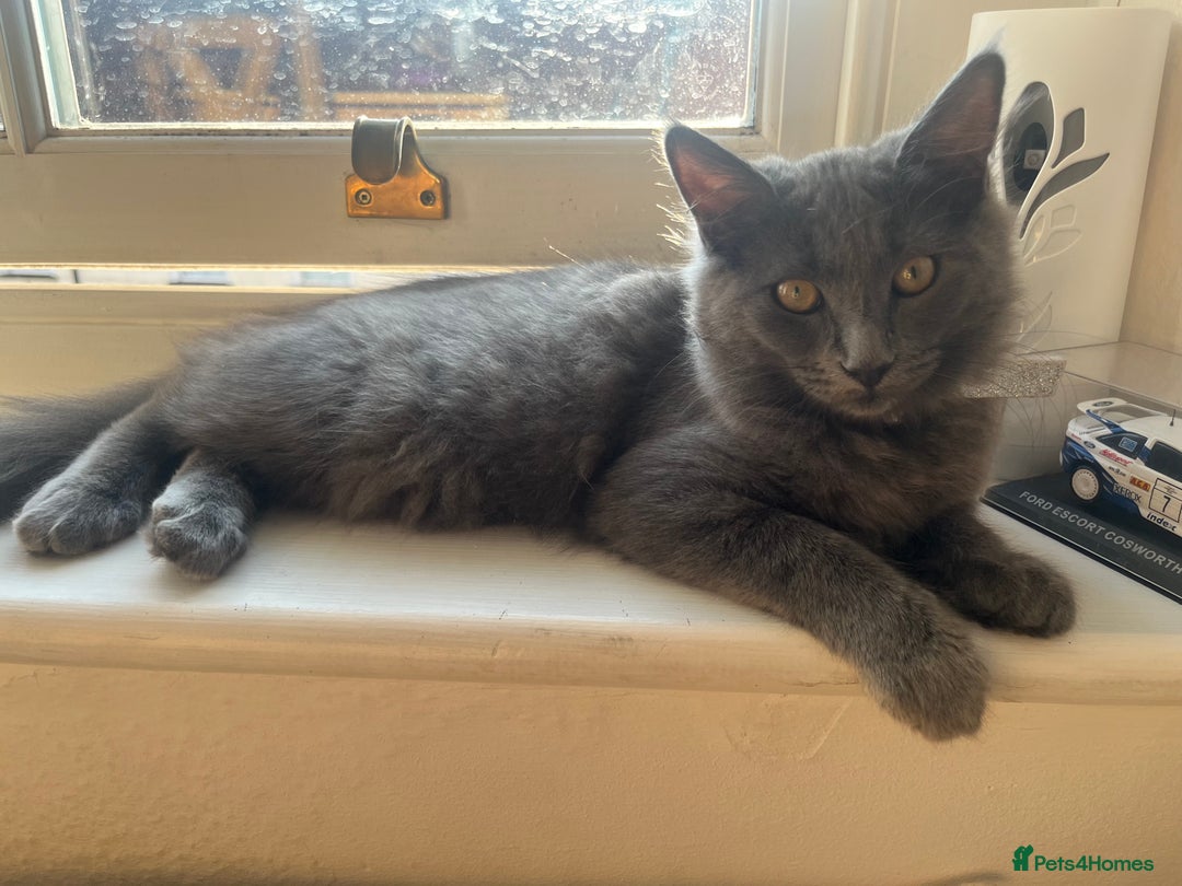 Ragcoon cats for sale: Maine coon x ragdoll 1 male 1 female  - Image 3