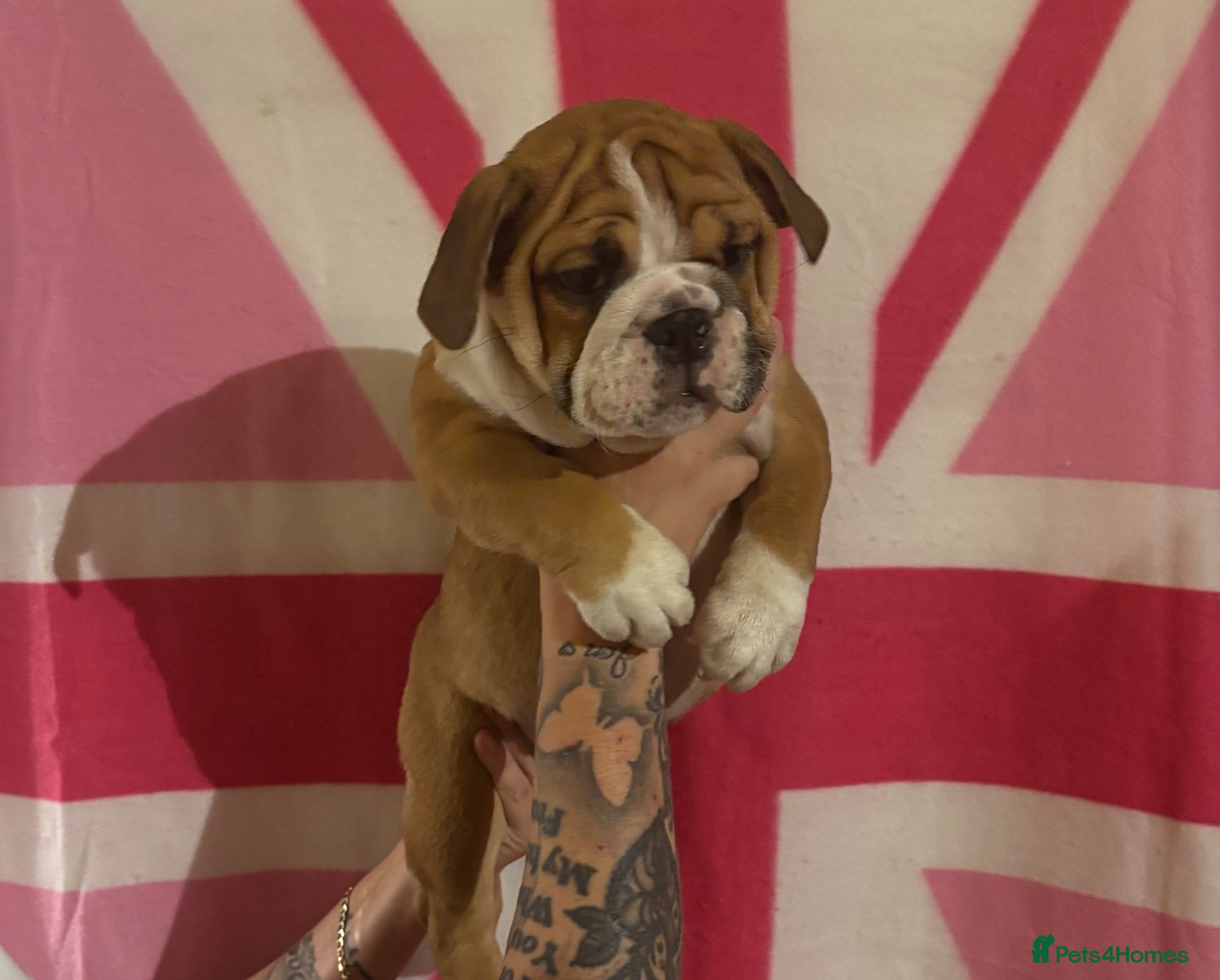 English Bulldog dogs  REDUCED BEAUTIFUL GIRLS LAST TWO KC REGISTERED  - Advert 12