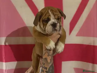 English Bulldog dogs REDUCED BEAUTIFUL GIRLS LAST TWO KC REGISTERED - Advert 12
