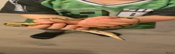 Python Snake reptiles for sale: Ball python male - Advert 9