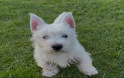 West Highland Terrier dogs for sale: West Highland Terrier pups Dad show lines - Image 2