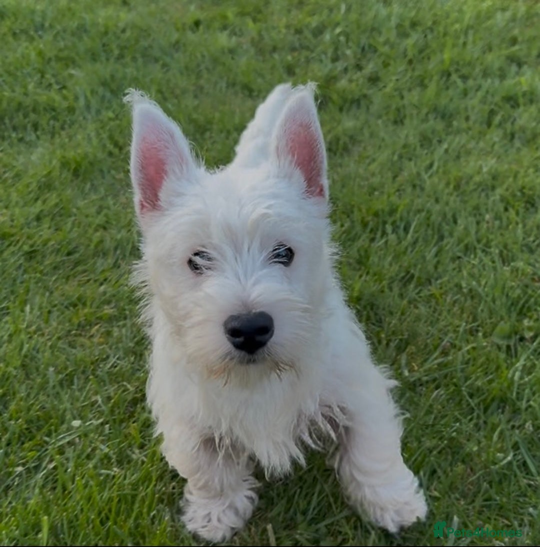 West Highland Terrier dogs for sale: West Highland Terrier pups Dad show lines - Image 2