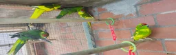 Mixed Breed birds for sale: Different types of birds *read description*  - Advert 11