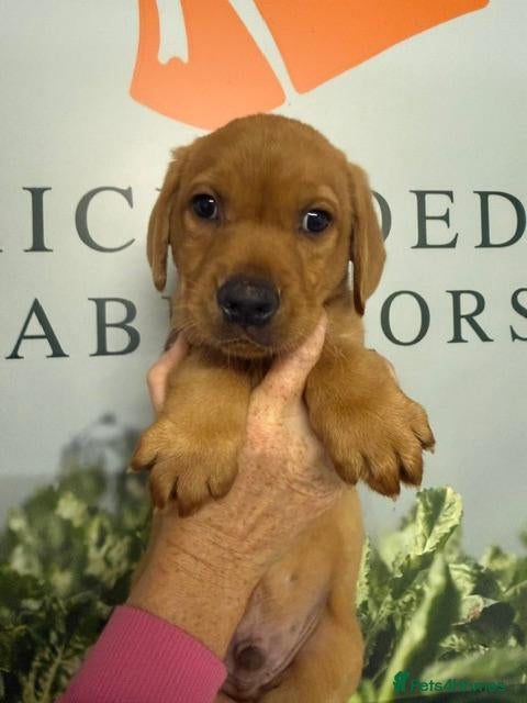 Labrador Retriever dogs Fox Red Labradors Available - Advert 1