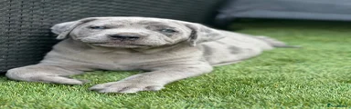Stunning Merle Cane Corso Puppy – Blue-Grey Eyes