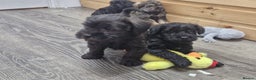 Schnoodle dogs for sale: F1 schnoodle puppies  - Advert 3