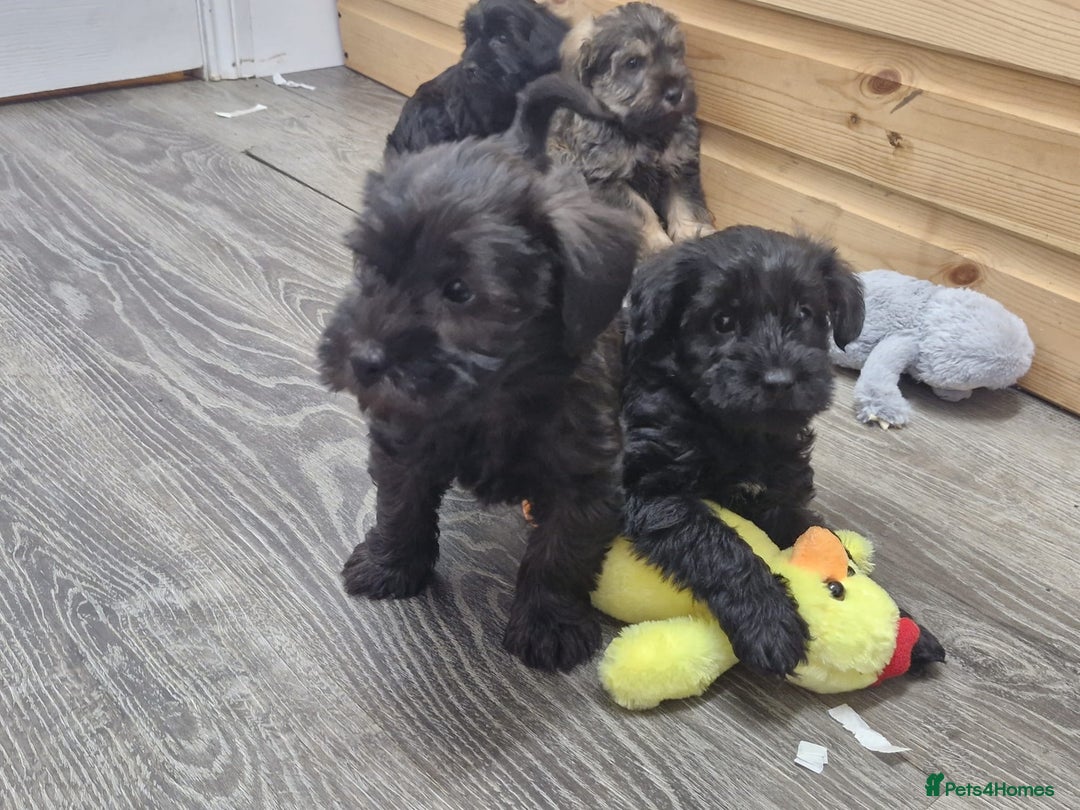Schnoodle dogs for sale: F1 schnoodle puppies  - Advert 3
