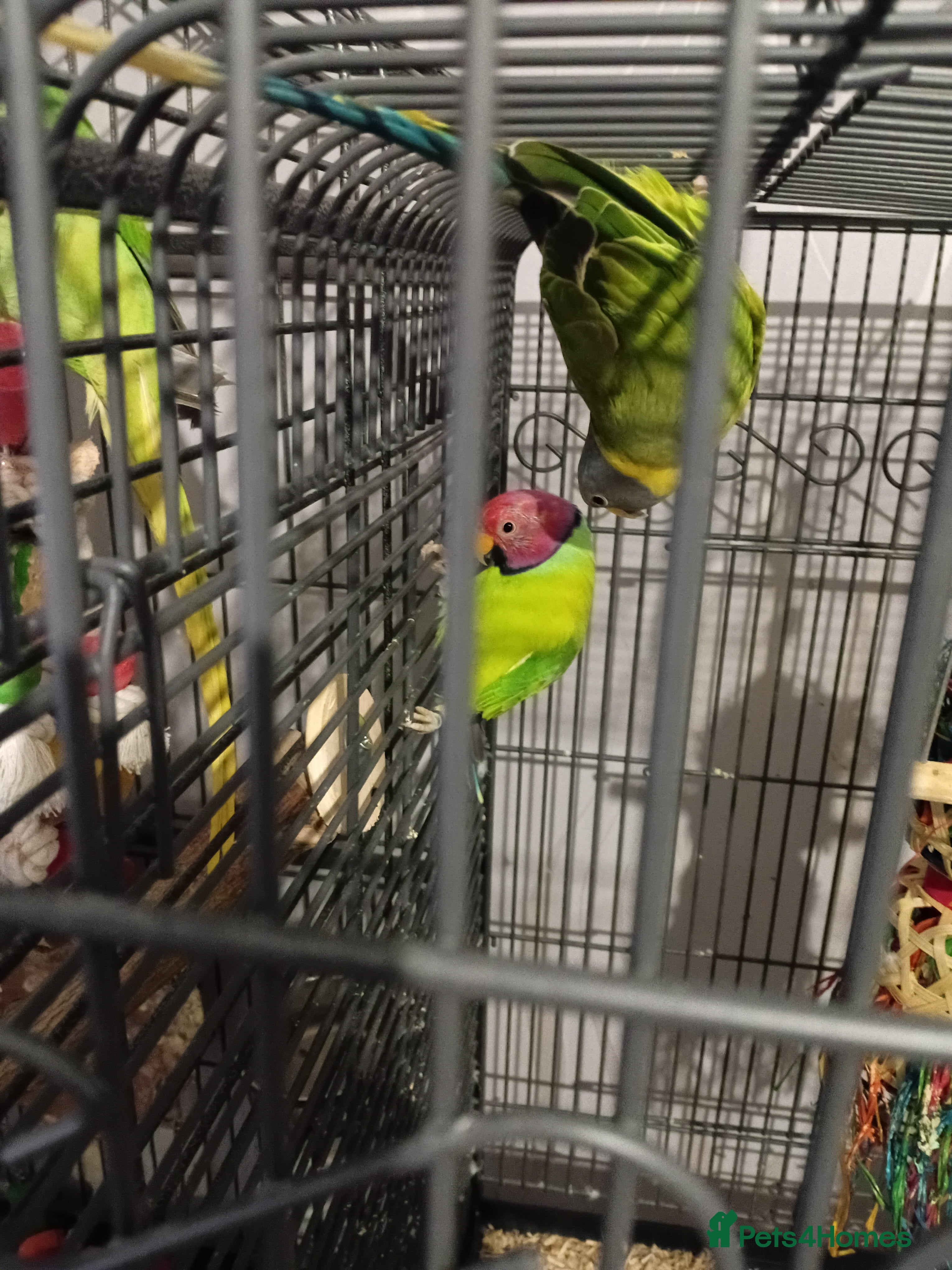 Parakeets birds Blue and red plum headed parakeets  - Advert 15