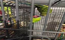 Parakeets birds for sale: Blue and red plum headed parakeets  - Image 1