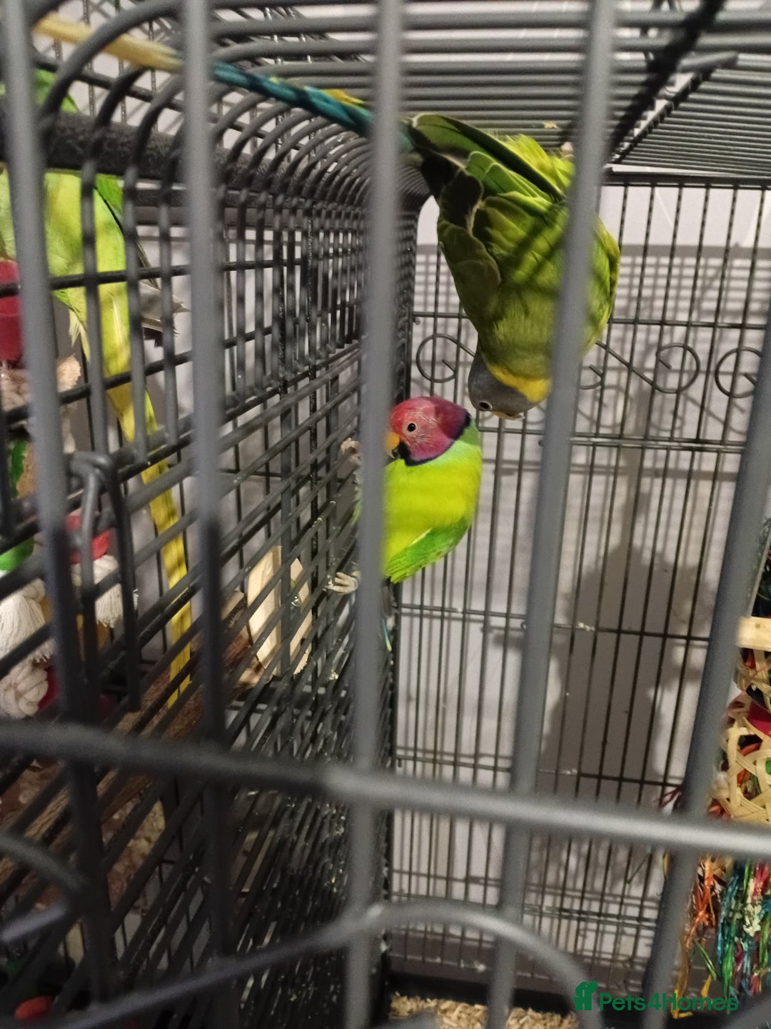 Parakeets birds for sale: Blue and red plum headed parakeets  - Image 1