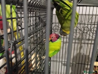 Parakeets birds - Advert 3