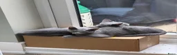 Russian Blue cats for sale: 2 Beautiful Russian Blue Kittens, 5 months old in London - Advert 12