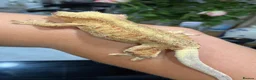 Gecko reptiles for sale: Crested gecko with set up - Advert 2