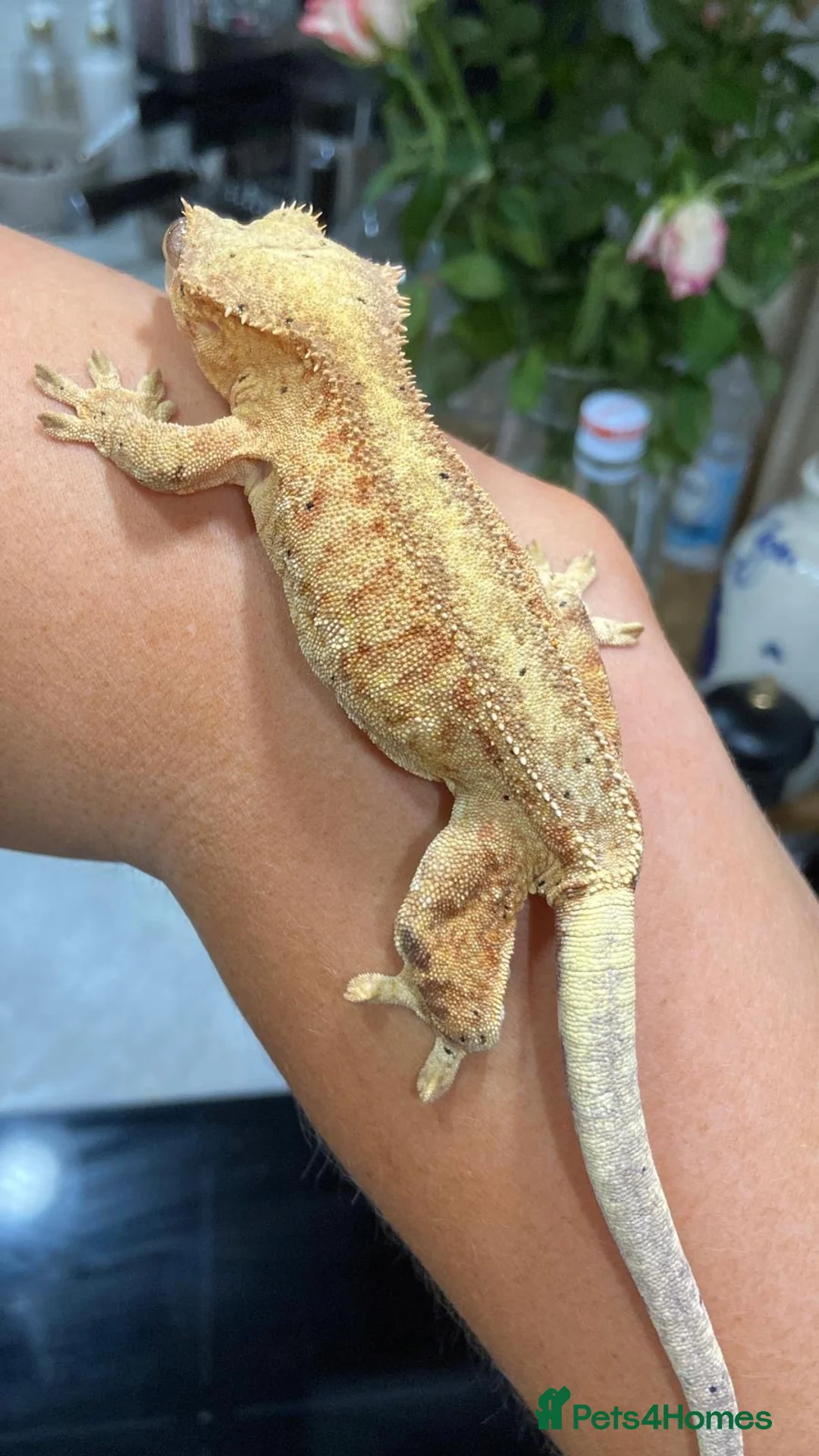Gecko reptiles for sale: Crested gecko with set up - Advert 2