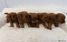 Cavapoo dogs for sale: 7 perfect f1b cavapoo’s. Fully dna & health clear. - Image 7