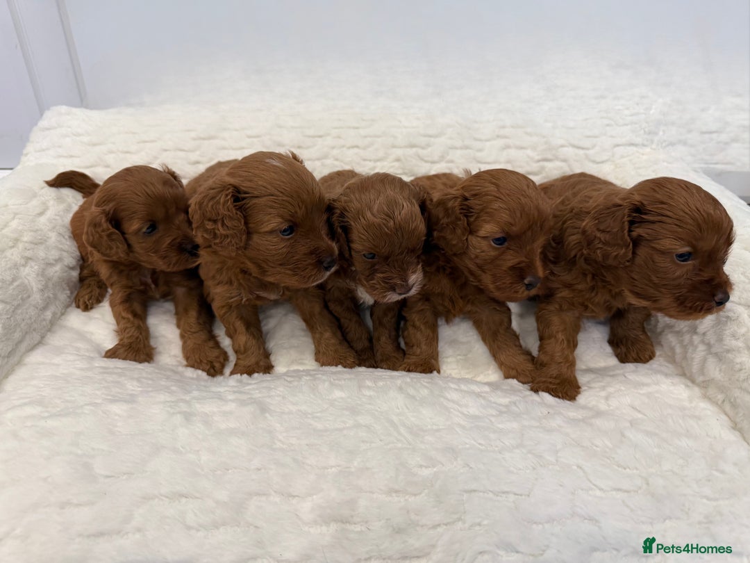 Cavapoo dogs for sale: 7 perfect f1b cavapoo’s. Fully dna & health clear. - Image 7