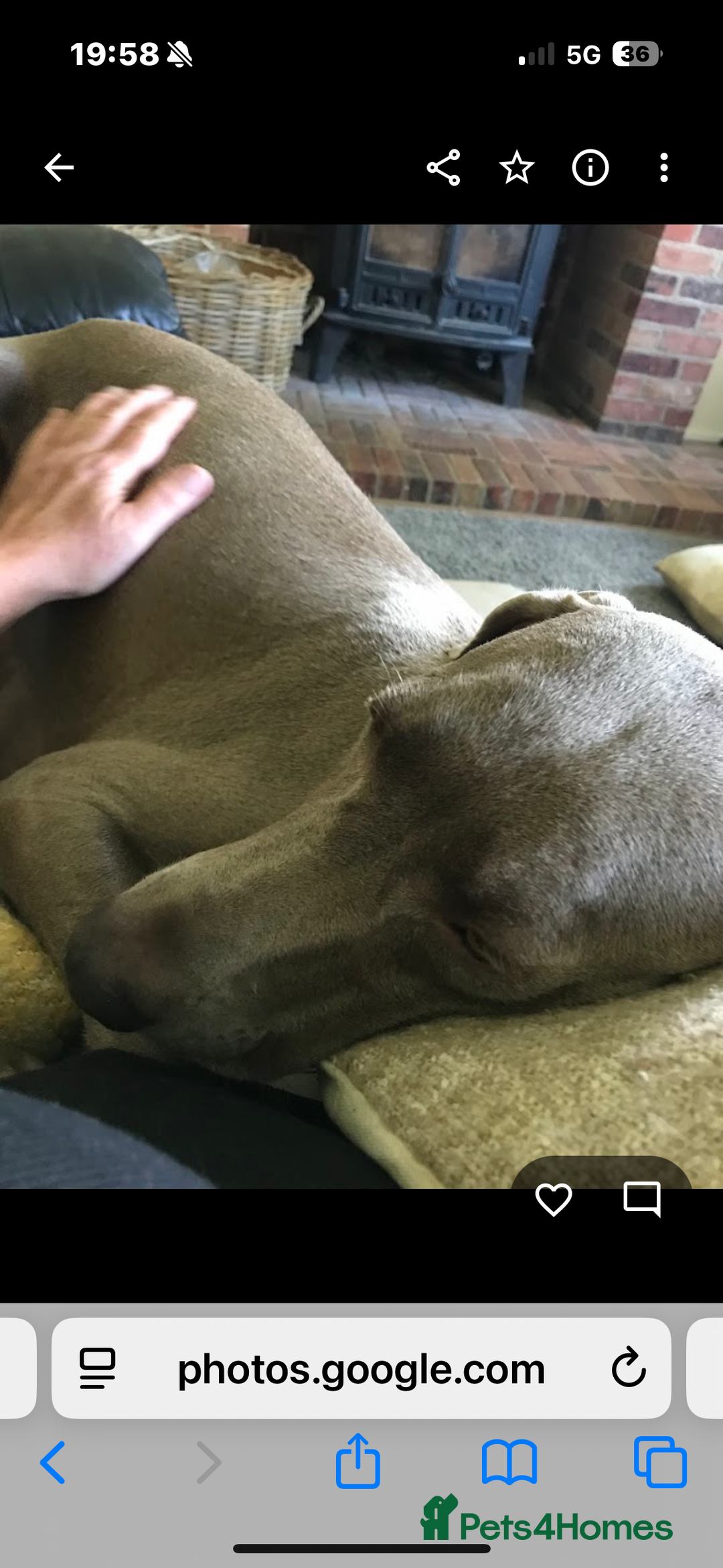 Weimaraner dogs for sale: 12 week boy ready for his forever home. - Advert 2