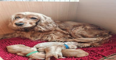 Cocker Spaniel dogs - Advert 3