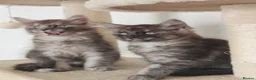 Maine Coon cats for sale: MaineCoon World Champion Bloodlines/London  - Advert 24