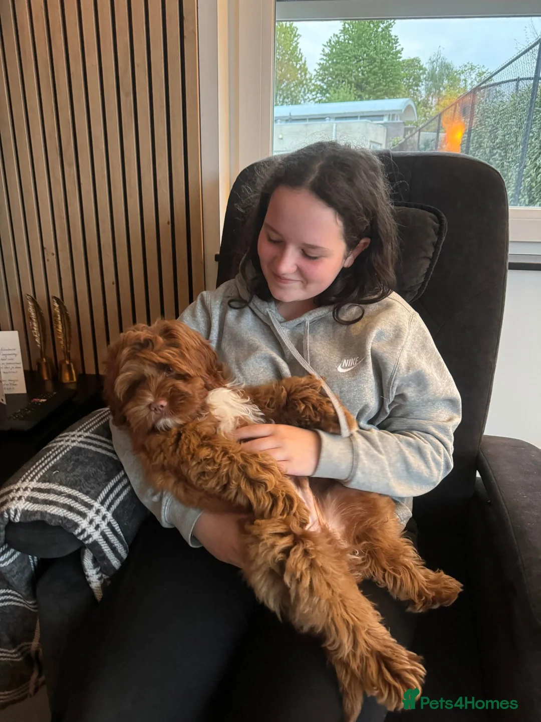Australian Labradoodle dogs for sale: Genuine Australian Labradoodles - Advert 2