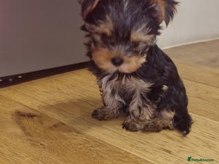 Yorkshire Terrier dogs YORKSHIRE Terrier Puppy - Advert 16