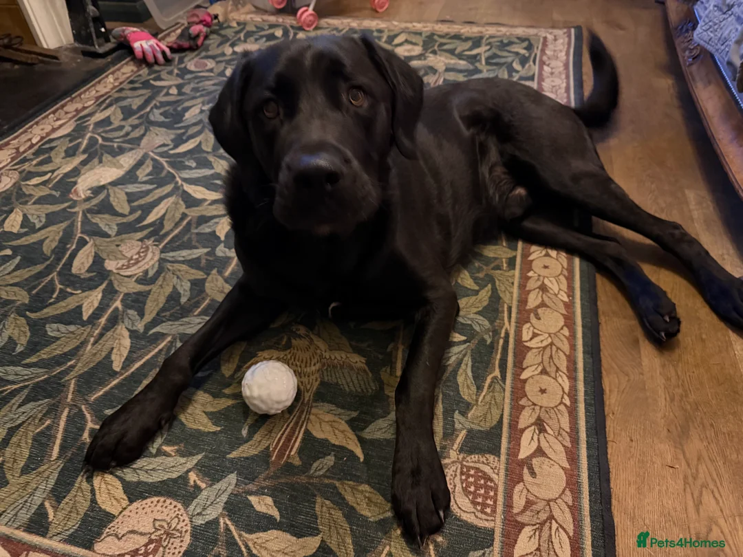 Mixed Breed dogs for sale: Beautiful mastador neutered male - Advert 1