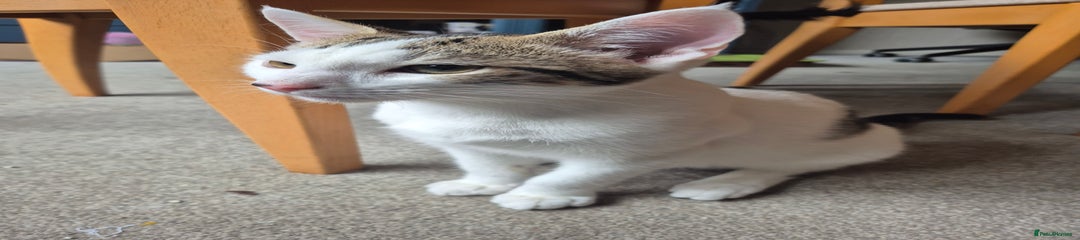 British Shorthair Kitten 2