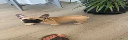 French Bulldog dogs for sale: Female fawn coat and a black mask. - Advert 25