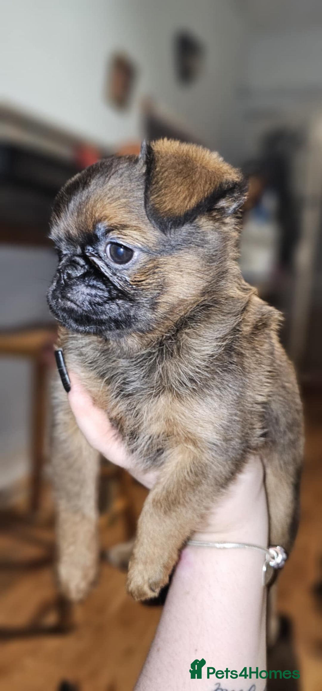 Griffon Bruxellois dogs for sale: Stunning Smooth Pedigree Griffons - Advert 13