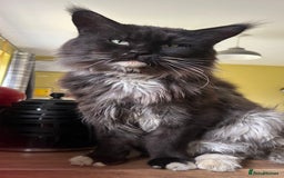 Maine Coon cats for sale: Ginger / tri colour pure Maine coon kittens  - Image 9
