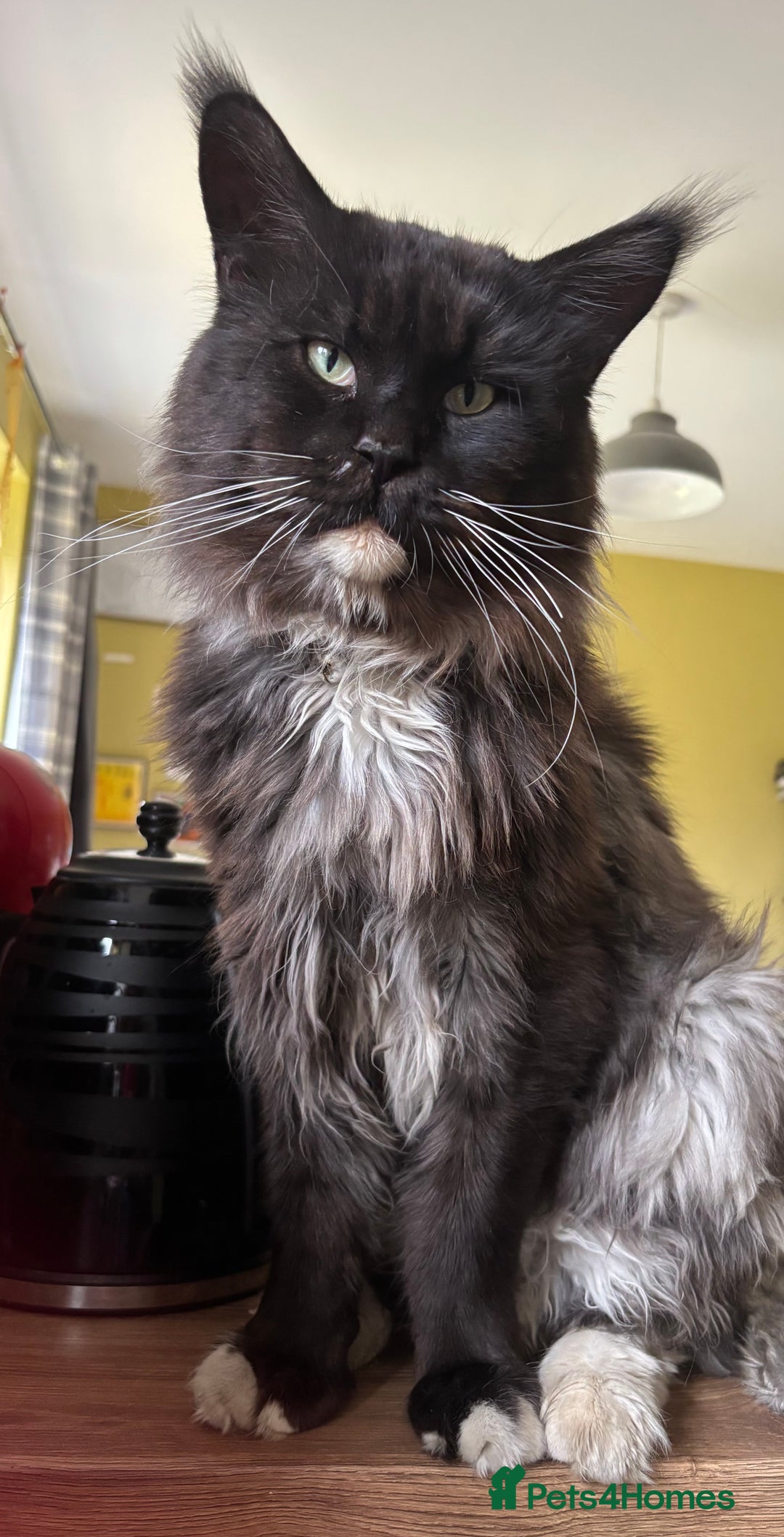 Maine Coon cats for sale: Ginger / tri colour pure Maine coon kittens  - Image 9