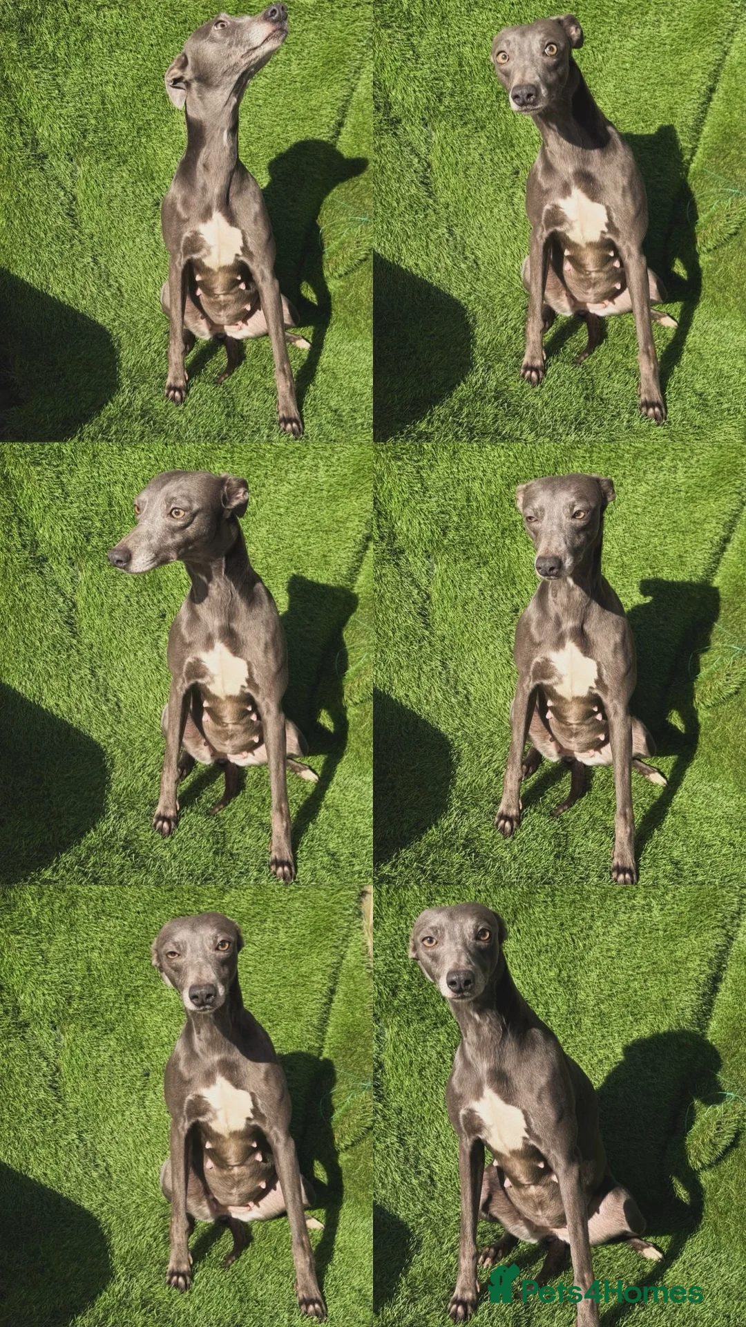 Whippet dogs for sale: Blue whippet pups  - Advert 2