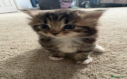 Ragdoll cats for sale: Ragdoll and Russian blue mix - Image 18