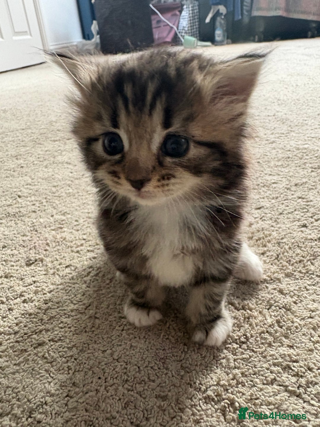Ragdoll cats for sale: Ragdoll and Russian blue mix - Image 18