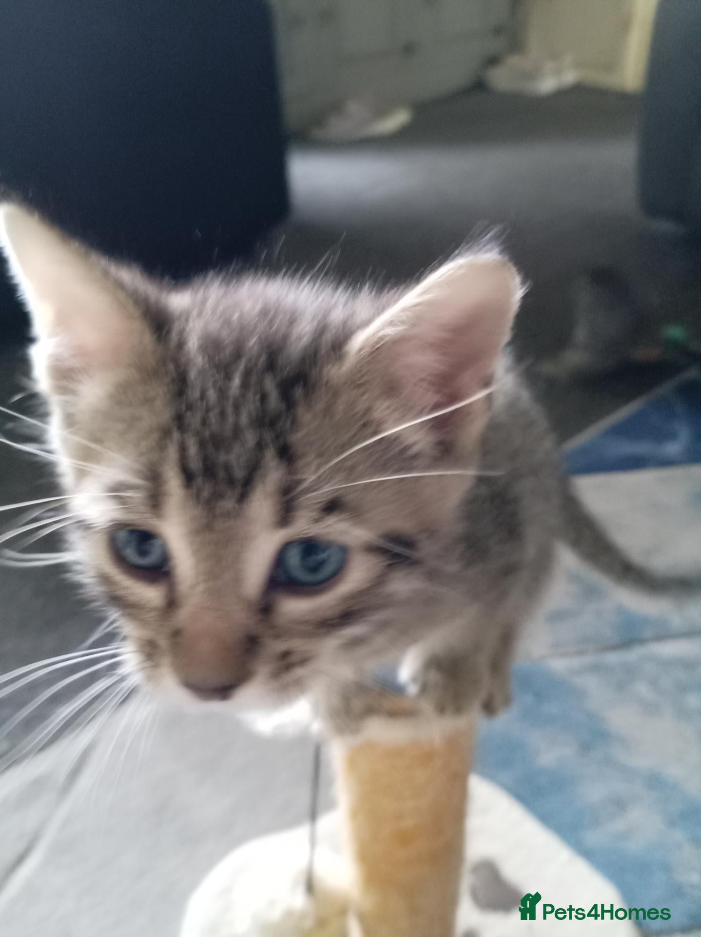 Bengal cats Male tabby kitten  - Advert 1
