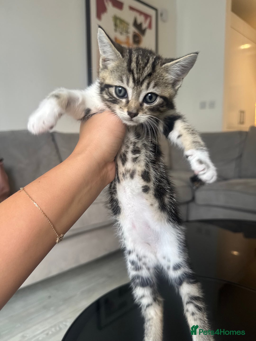 Mixed Breed cats for sale: Mixed Ragdoll / Tabby Adorable Kittens  - Image 12