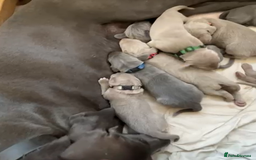Weimaraner dogs for sale: M & F BLUE and SILVER KC proven bloodline.  - Image 6