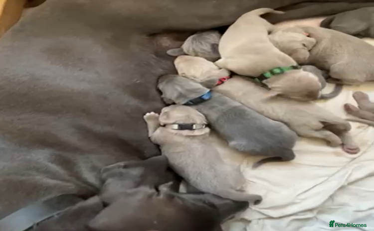 Weimaraner dogs - Advert 1