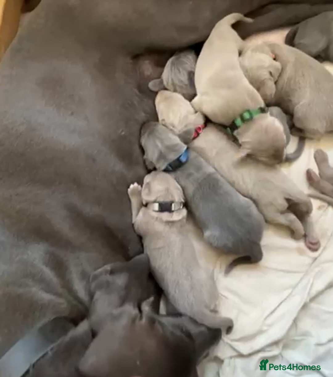 Weimaraner dogs for sale: M & F BLUE and SILVER KC proven bloodline.  - Image 6