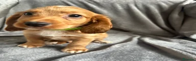 Teddy Green collar