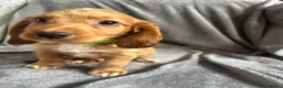 Cocker Spaniel dogs for sale: Cocker spaniel puppies - Advert 8