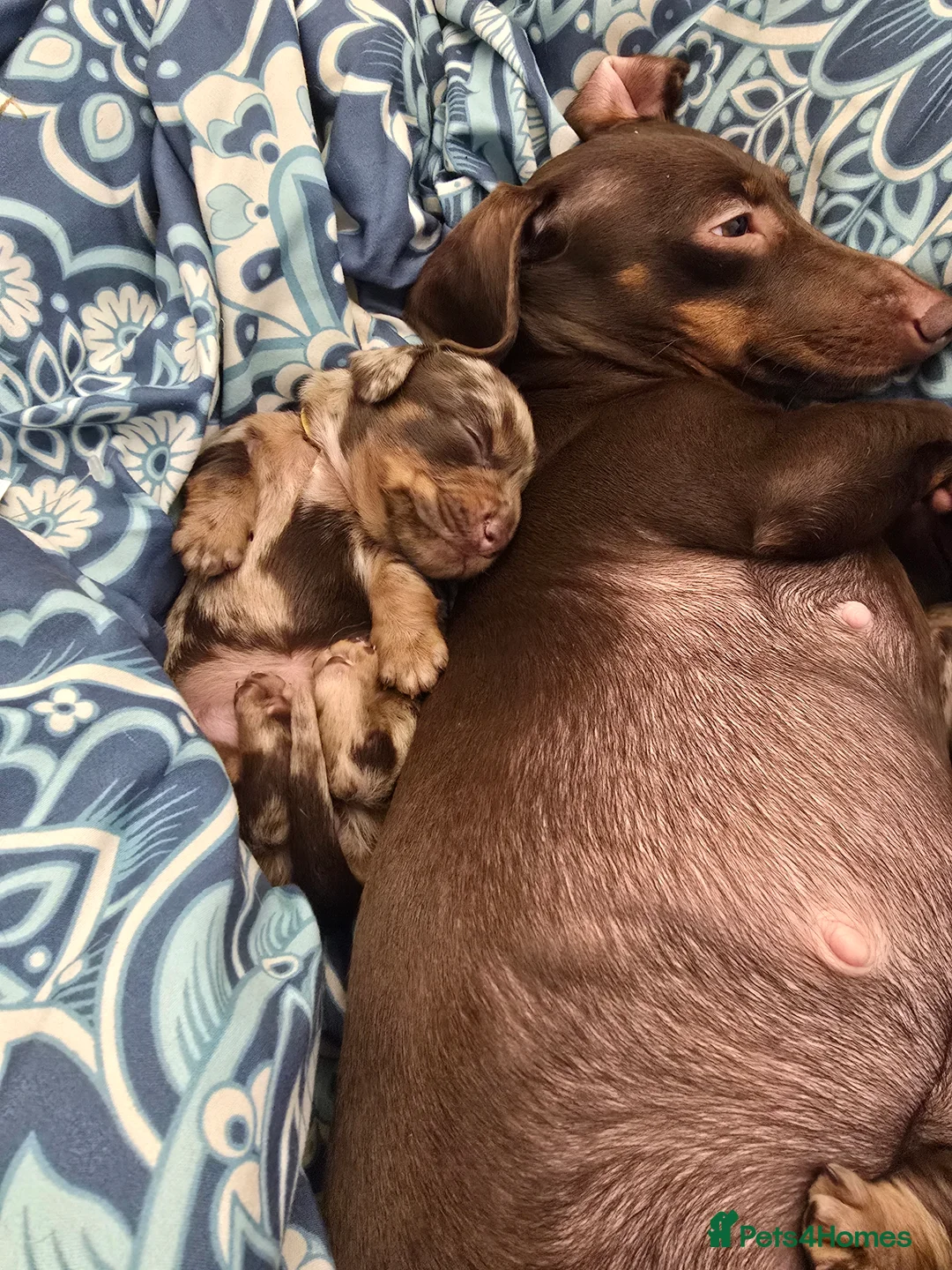 Miniature Dachshund dogs for sale: READY NOW 1 female dapple mini dachshund - Advert 17