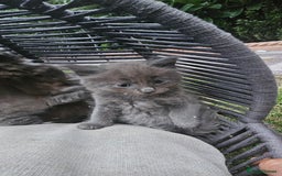 Persian cats for sale: Very beatifull perian kittens - Image 6