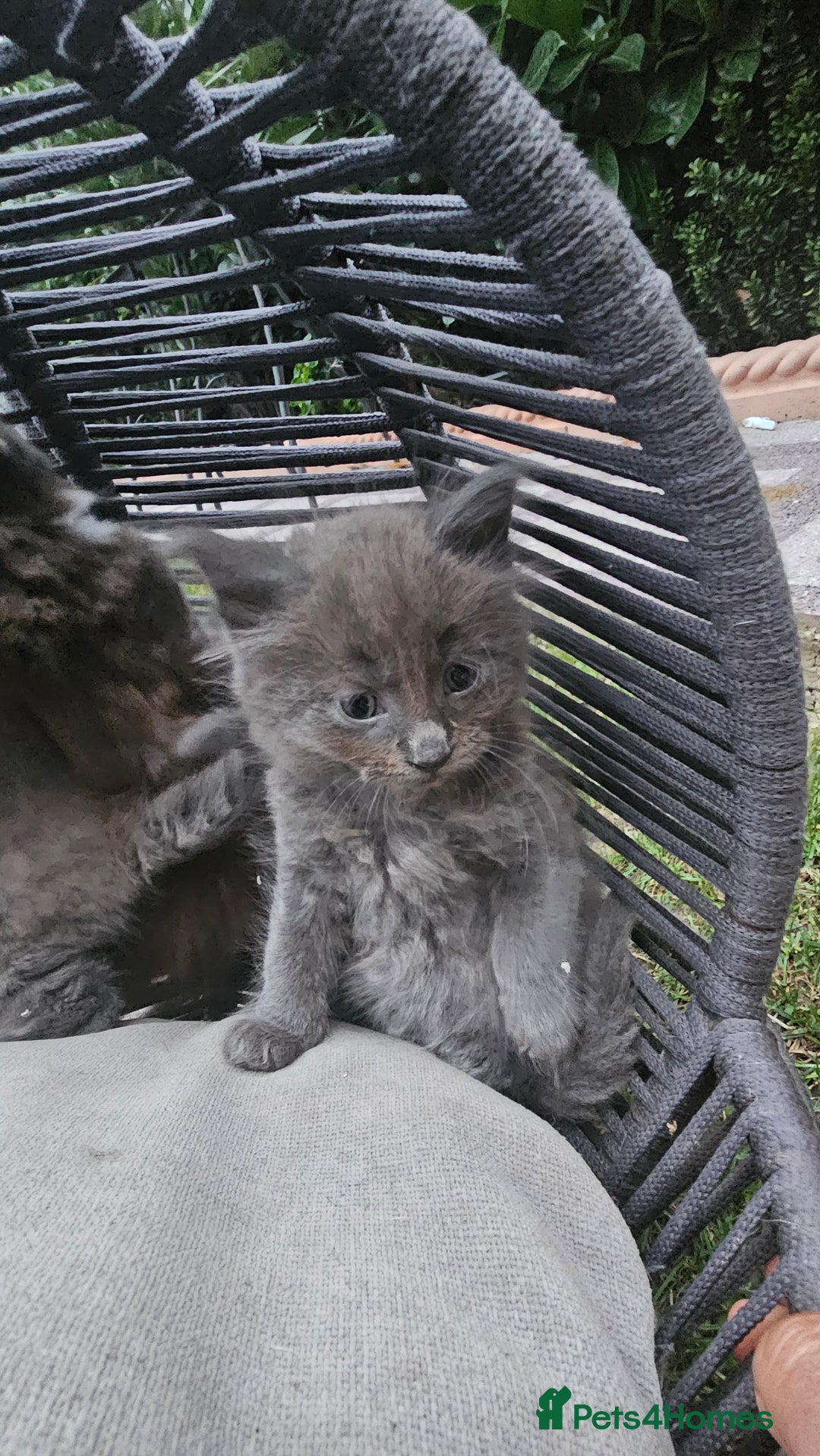 Persian cats for sale: Very beatifull perian kittens - Image 6