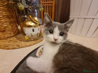 Mixed Breed cats Stunning kittens looking 4 new home - Advert 8