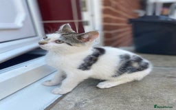 Domestic Shorthair cats for sale: Kittens ready for Their forever home 🐾  - Image 7
