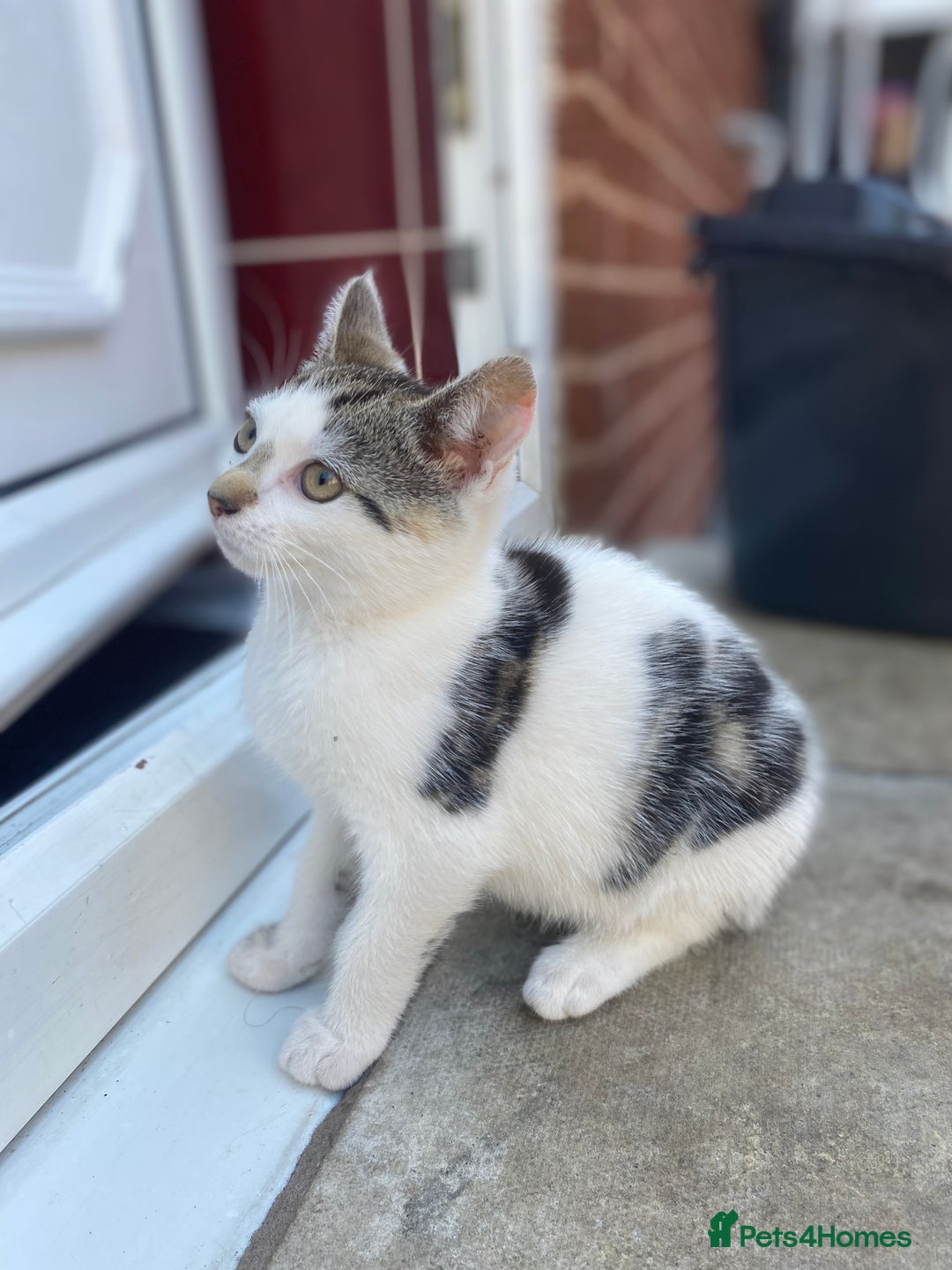 Domestic Shorthair cats for sale: Kittens ready for Their forever home 🐾  - Image 7